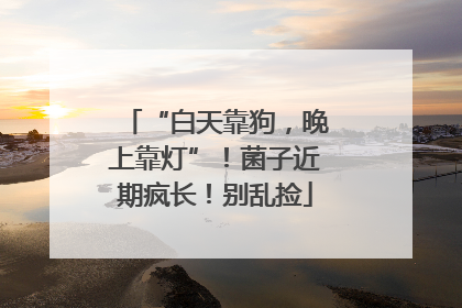 “白天靠狗，晚上靠灯”！菌子近期疯长！别乱捡