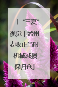 “三夏”视觉｜孟州麦收正当时 机械减损保归仓