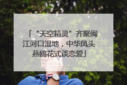 “天空精灵”齐聚闽江河口湿地，中华凤头燕鸥花式谈恋爱