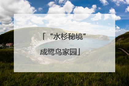 “水杉秘境”成鹭鸟家园