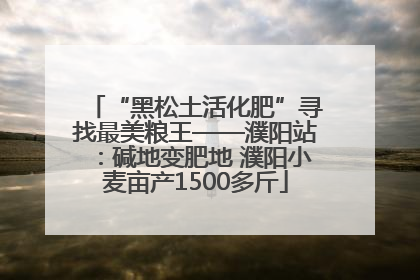 “黑松土活化肥”寻找最美粮王——濮阳站：碱地变肥地 濮阳小麦亩产1500多斤