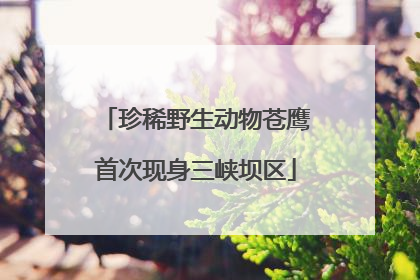 珍稀野生动物苍鹰首次现身三峡坝区