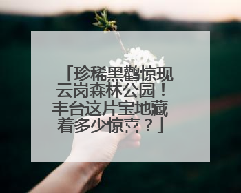 珍稀黑鹳惊现云岗森林公园！丰台这片宝地藏着多少惊喜？