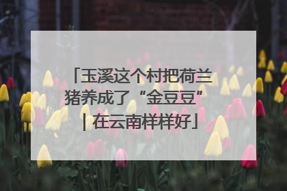 玉溪这个村把荷兰猪养成了“金豆豆”｜在云南样样好