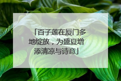 百子莲在厦门多地绽放，为盛夏增添清凉与诗意