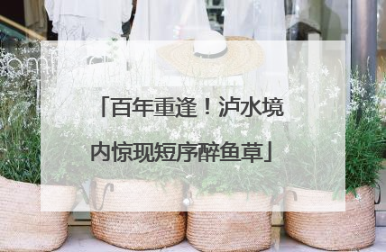 百年重逢！泸水境内惊现短序醉鱼草