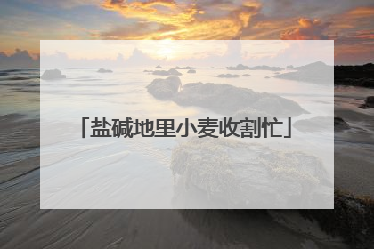 盐碱地里小麦收割忙