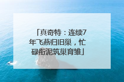 真奇特：连续7年飞燕归旧巢，忙碌衔泥筑巢育雏