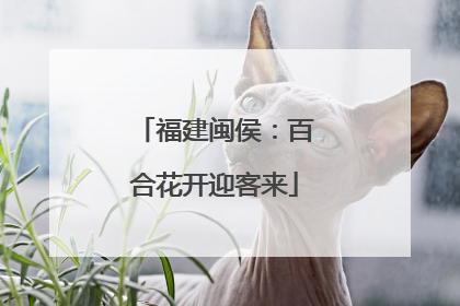 福建闽侯：百合花开迎客来