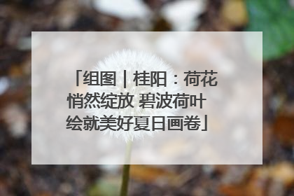 组图｜桂阳：荷花悄然绽放 碧波荷叶绘就美好夏日画卷