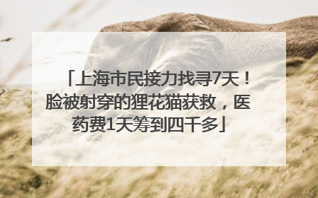 上海市民接力找寻7天！脸被射穿的狸花猫获救，医药费1天筹到四千多