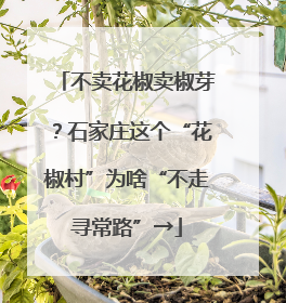 不卖花椒卖椒芽？石家庄这个“花椒村”为啥“不走寻常路”→