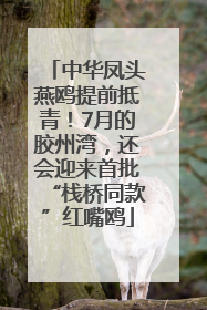 中华凤头燕鸥提前抵青！7月的胶州湾，还会迎来首批“栈桥同款”红嘴鸥
