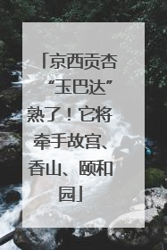 京西贡杏“玉巴达”熟了！它将牵手故宫、香山、颐和园