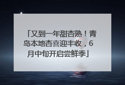 又到一年甜杏熟！青岛本地杏喜迎丰收，6月中旬开启尝鲜季