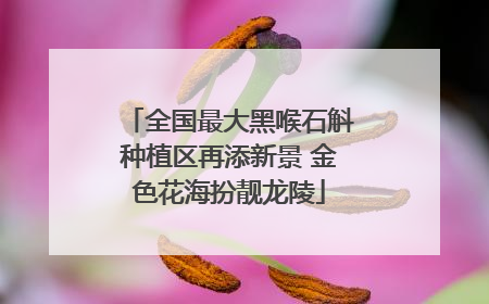 全国最大黑喉石斛种植区再添新景 金色花海扮靓龙陵