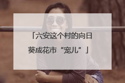 六安这个村的向日葵成花市“宠儿”