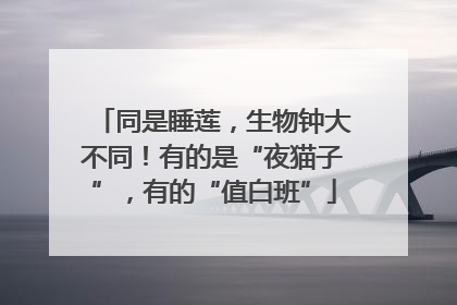 同是睡莲，生物钟大不同！有的是“夜猫子”，有的“值白班”