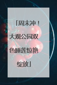 周末冲！大观公园双色睡莲惊艳绽放