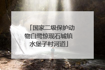 国家二级保护动物白鹭惊现石城镇水堡子村河道