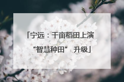 宁远：千亩稻田上演 “智慧种田” 升级