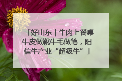 好山东｜牛肉上餐桌牛皮做靴牛毛做笔，阳信牛产业“超级牛”