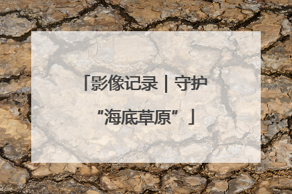 影像记录｜守护“海底草原”