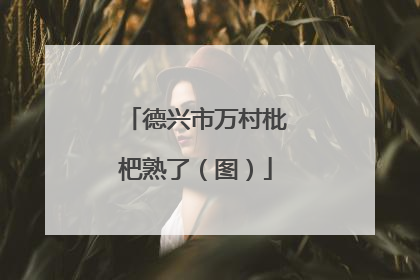 德兴市万村枇杷熟了（图）