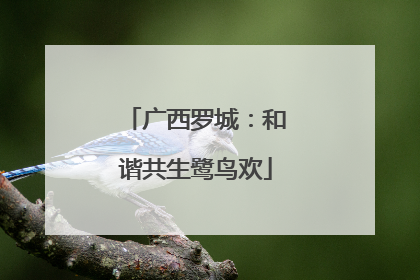 广西罗城：和谐共生鹭鸟欢