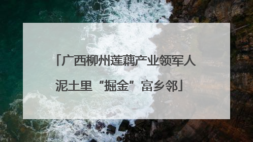 广西柳州莲藕产业领军人泥土里“掘金”富乡邻