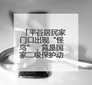 平谷居民家门口出现“怪鸟”，竟是国家二级保护动物