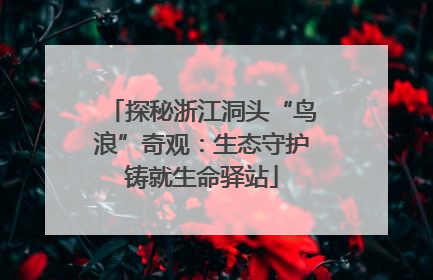 探秘浙江洞头“鸟浪”奇观：生态守护铸就生命驿站