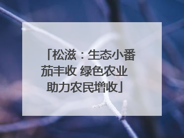 松滋：生态小番茄丰收 绿色农业助力农民增收