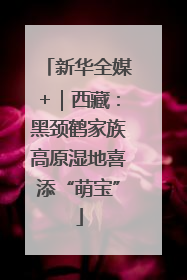 新华全媒+｜西藏：黑颈鹤家族高原湿地喜添“萌宝”
