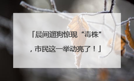 晨间遛狗惊现“毒株”，市民这一举动亮了！