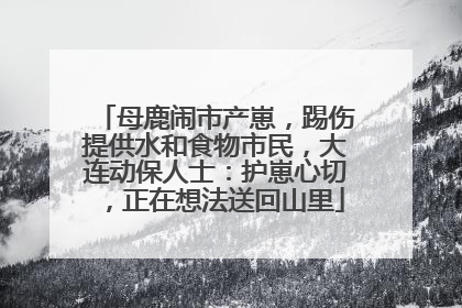 母鹿闹市产崽，踢伤提供水和食物市民，大连动保人士：护崽心切，正在想法送回山里