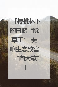 樱桃林下的白鹅“除草工” 奏响生态致富“向天歌”