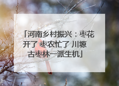 河南乡村振兴：枣花开了 枣农忙了 川塬古枣林一派生机
