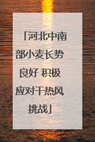 河北中南部小麦长势良好 积极应对干热风挑战