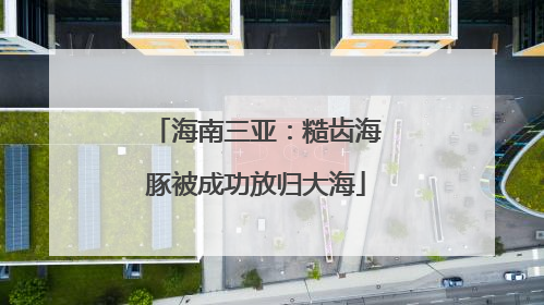 海南三亚：糙齿海豚被成功放归大海