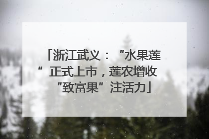 浙江武义：“水果莲”正式上市，莲农增收“致富果”注活力