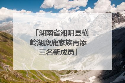 湖南省湘阴县横岭湖麋鹿家族再添三名新成员