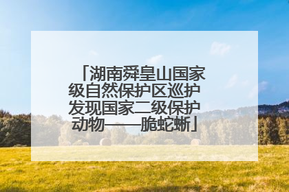 湖南舜皇山国家级自然保护区巡护发现国家二级保护动物——脆蛇蜥