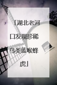 湖北老河口发现珍稀鸟类蓝喉蜂虎