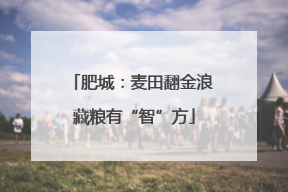肥城：麦田翻金浪藏粮有“智”方