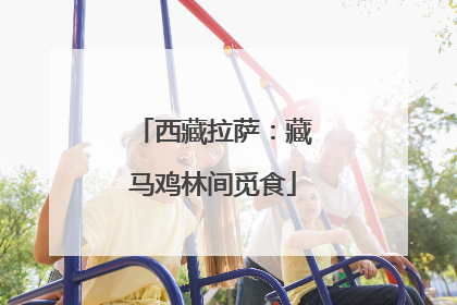西藏拉萨：藏马鸡林间觅食