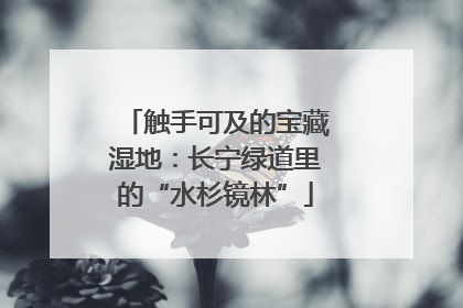 触手可及的宝藏湿地：长宁绿道里的“水杉镜林”