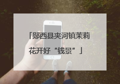 郧西县夹河镇茉莉花开好“钱景”