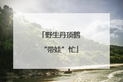 野生丹顶鹤“带娃”忙