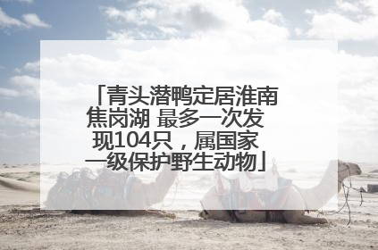 青头潜鸭定居淮南焦岗湖 最多一次发现104只，属国家一级保护野生动物